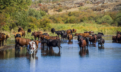 grazing caws at the river
