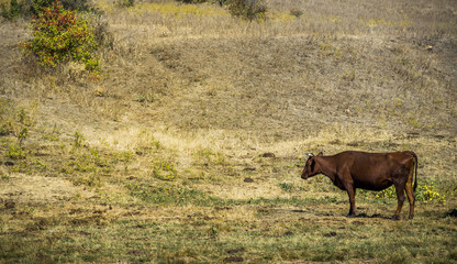 grazing brown cow