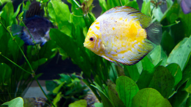 Amazon river basin Discus is most beautiful tropical fresh water fish, Cichlid family