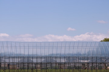 青空と温室の風景