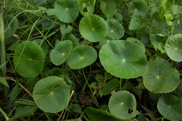 Centella asiatica sprouts on mixed grass