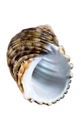 Coquillage en gros plan sur fond clair