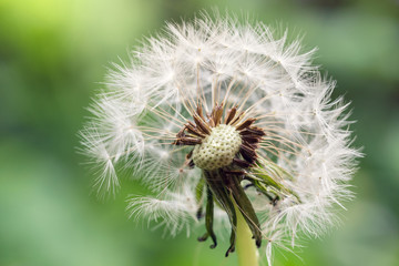 White fluffy dandelion with morning dew

