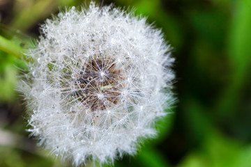 White fluffy dandelion with morning dew
