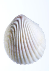 Coquillage en gros plan sur fond clair
