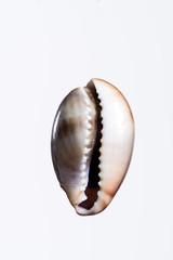 Coquillage en gros plan sur fond clair