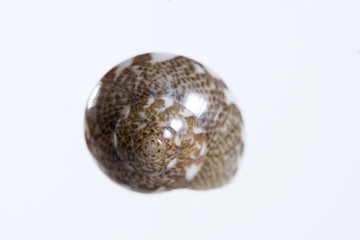 Coquillage en gros plan sur fond clair