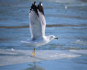 Fototapeta na wymiar Ice Gull