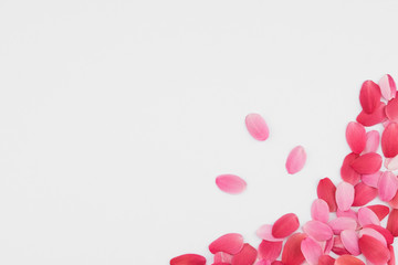 Red and pink petals on white background with copy space