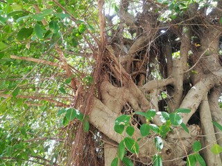 Branches of a big tree. Banyan Tree