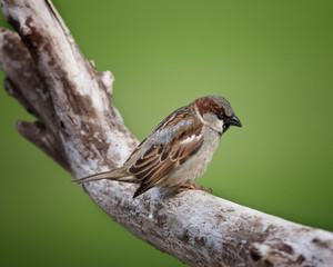 Lonely House sparrow