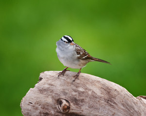 Little Birdie
