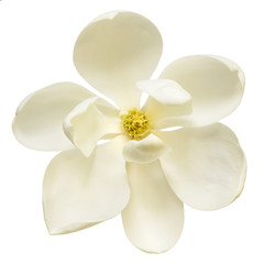 White Magnolia Flower Top View Isolated