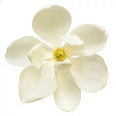 Gardinen White Magnolia Flower Top View Isolated © robynmac