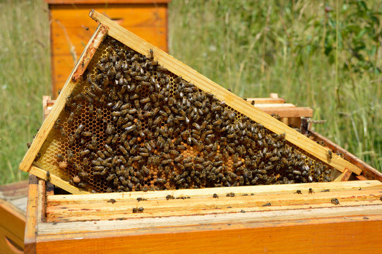 Brood frame with bees on the honeycomb taken out from beehive