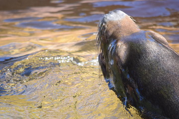 Seal in water