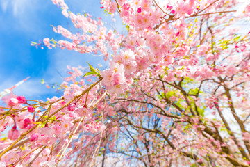 Blooming pink sakura flower on tree branch