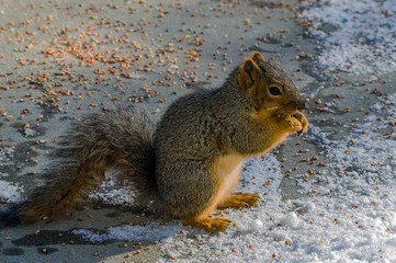 Squirrel in the Snow Final