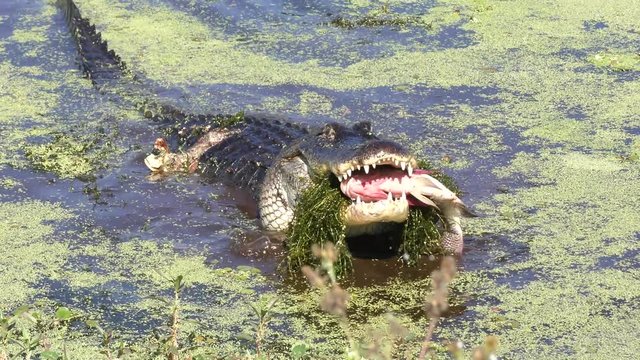 Large alligator eating a fish