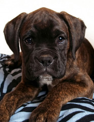 Cute Boxer Puppy