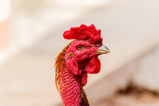 Chicken rooster head portrait closeup detail of farm poultry bird.