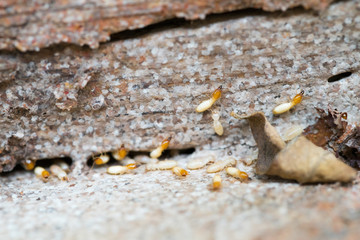 Close up termites or white ants destroyed