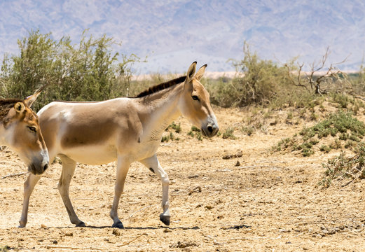 Onager is a brown Asian wild donkey (Equus hemionus) inhabits nature reserve park near Eilat, Israel