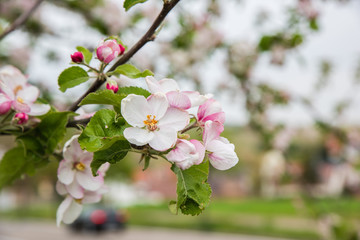 Apfelblüte