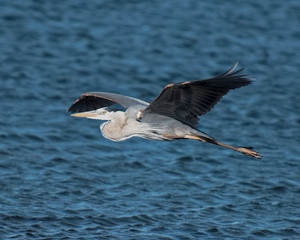 Great blue heron landing at dusk