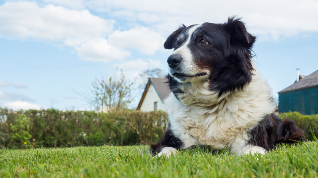 Border Collie Dog At Rural Farm In Devon UK