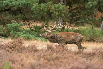 cerf