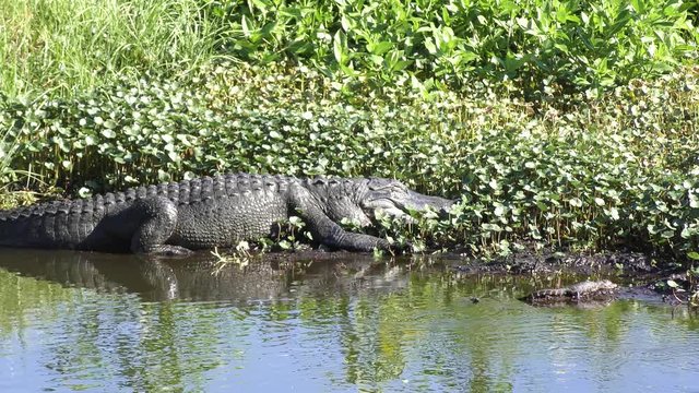 mother and baby alligators basking