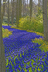 blue grape hyacinth field