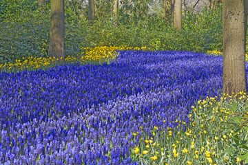 blue grape hyacinth field