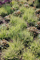 Buga 2015 Brandenburg