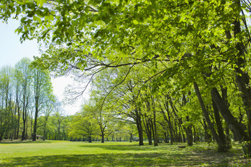 Obraz premium 公園 新緑