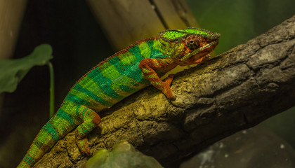 Warsaw Zoo Chameleon I