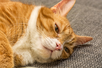 Lying cat and banknotes 