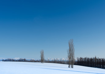 北海道、美瑛の雪景色
