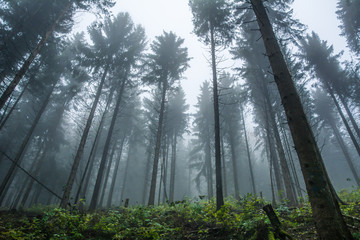 Idylle um Wald am Morgen 