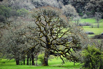 Oak Trees
