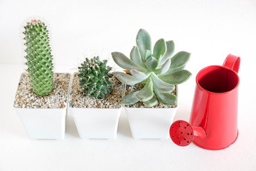 succulents or cactus in concrete pots over white background on the shelf