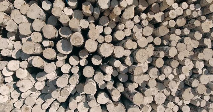 Wooden logs at the sawmill