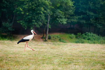 White stork walking on a green meadow, hunting for food