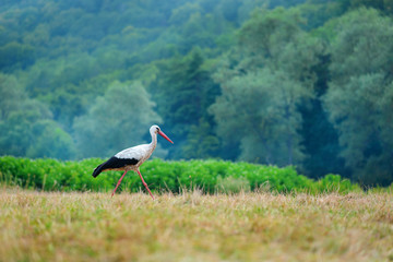 White stork walking on a green meadow, hunting for food