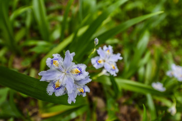Fototapeta premium シャガ