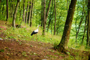 White stork walking on a green meadow, hunting for food