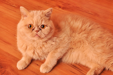 Kot egzotyczny. © Tomasz Warszewski