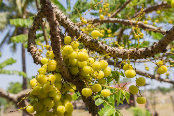 Star gooseberry fruit. Phyllanthus acidus, known as the Otaheite gooseberry.