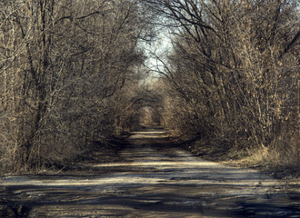 Alley through dry trees